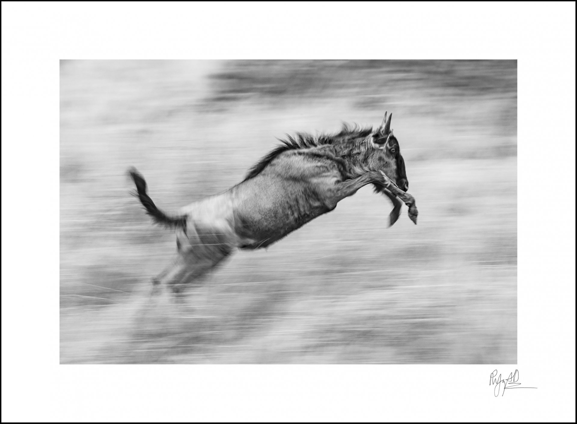 Paul Joynson-Hicks Fine Art Wildlife Photographer and Photo Guide ...
